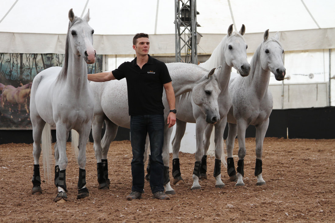 Cavalia horses at liberty with their trainer