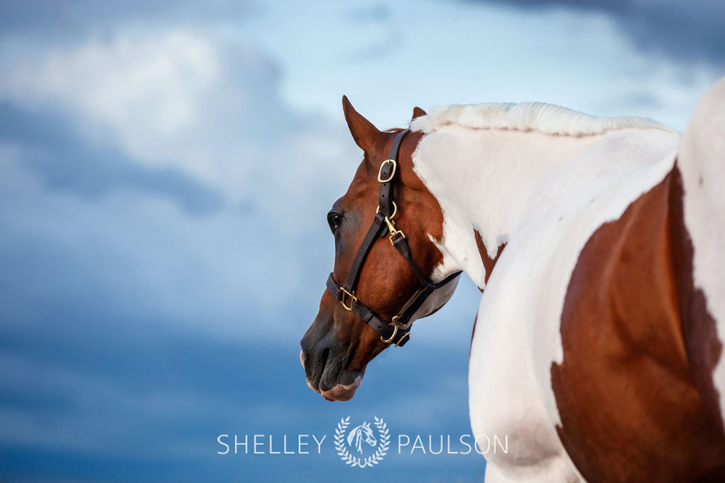 Carly Kade's Horse photographed by Shelley Paulson Photography
