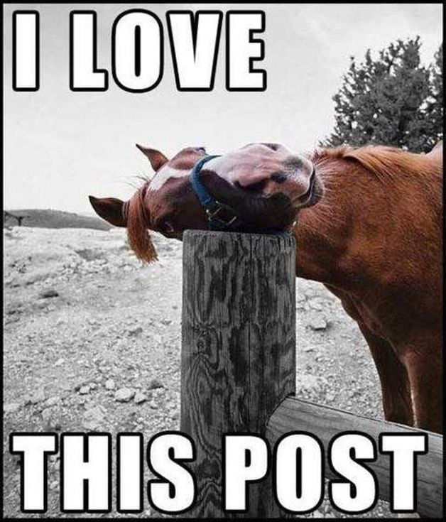 A Pinterest Board for Cowgirls who Love Funny Horse Memes ...