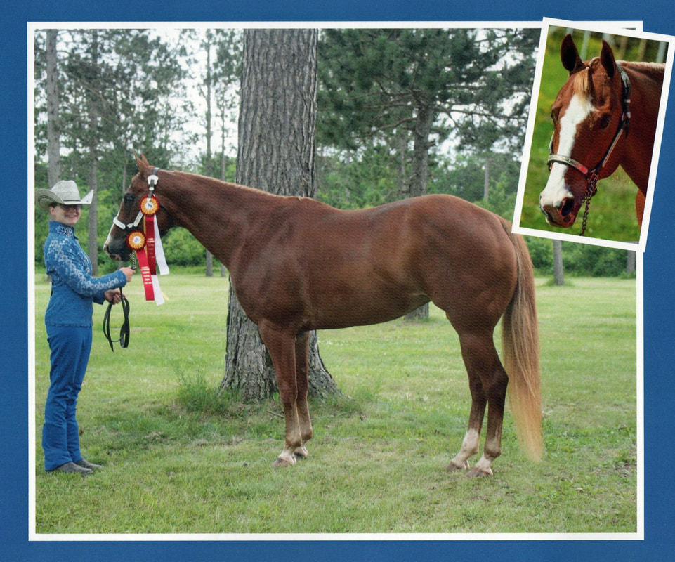 Diane Maccani and her childhood Quarter Horse