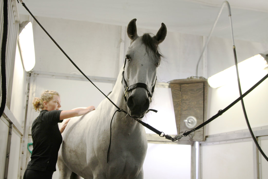 Grooming during the Cavalia Odysseo Stable Tour