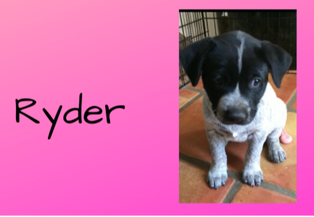 Carly Kade's Dog Ryder