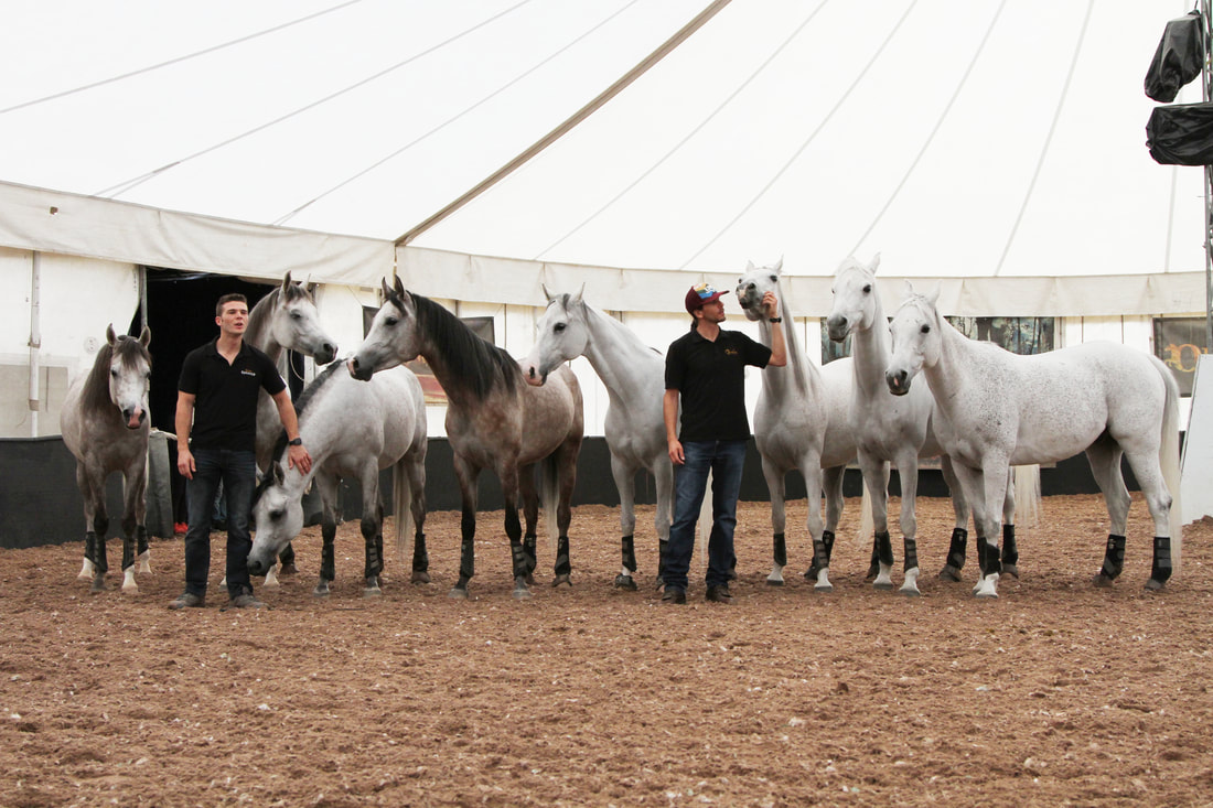 Cavalia Odysseo Horse Trainers at the Liberty Demonstration 