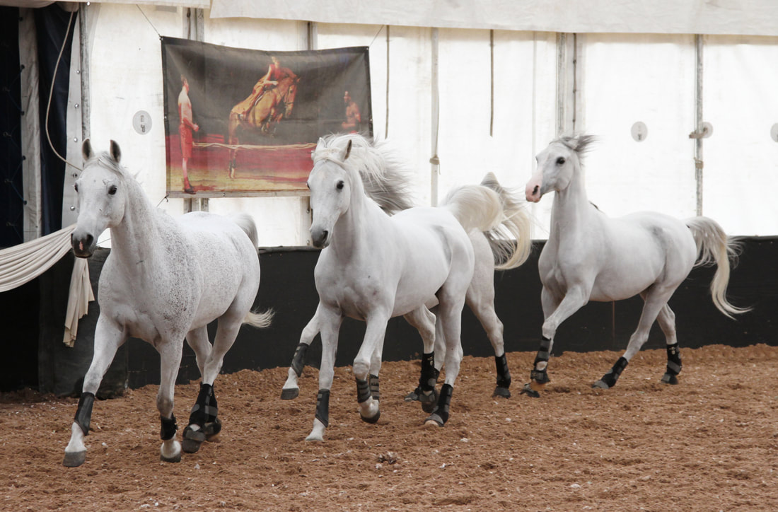 Liberty Horses of Cavalia Odysseo