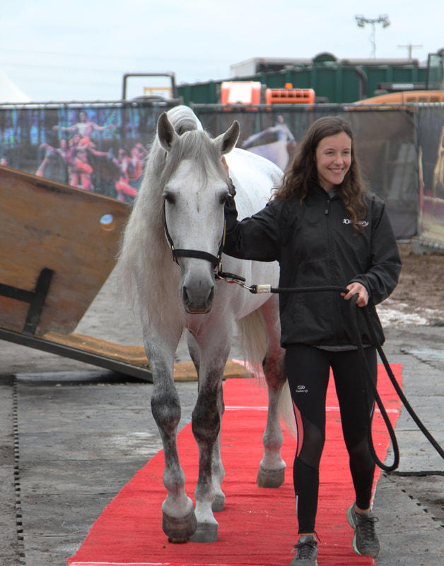 The Arrival of the Cavalia Odysseo Horses in Scottsdale, AZ