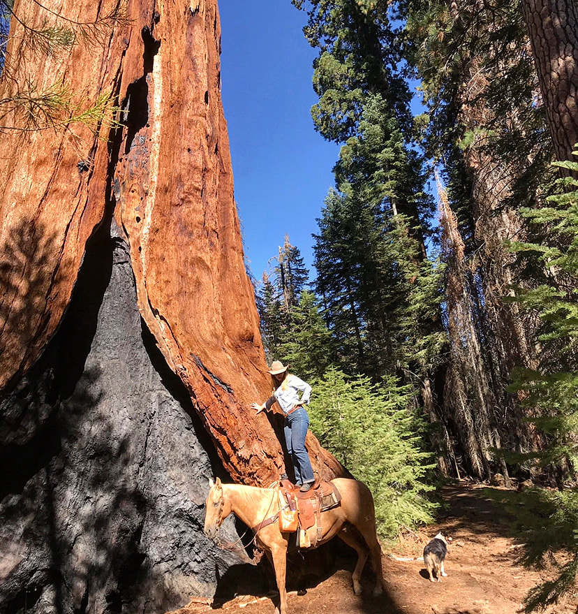 Author Amy C. Witt with a Giant Sequoia