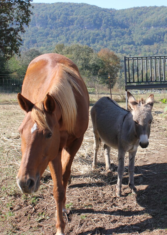 Hope Ellis-Ashburn's Horse and Donkey