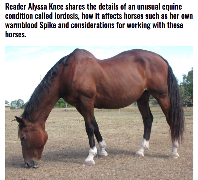 A Closer Look at Equine Lordosis by Alyssa Knee